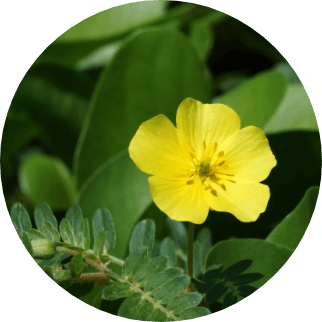 Tribulus
